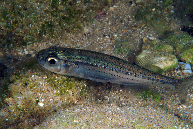 Atherina boyeri (punctata)